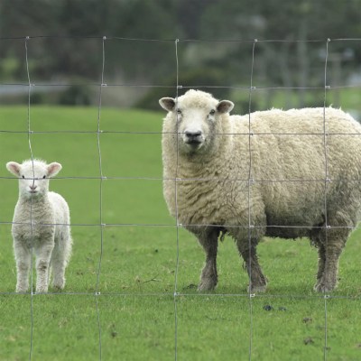 Grillage noué "à mouton" maille dégressive galvanisé riche - Rouleau 50m